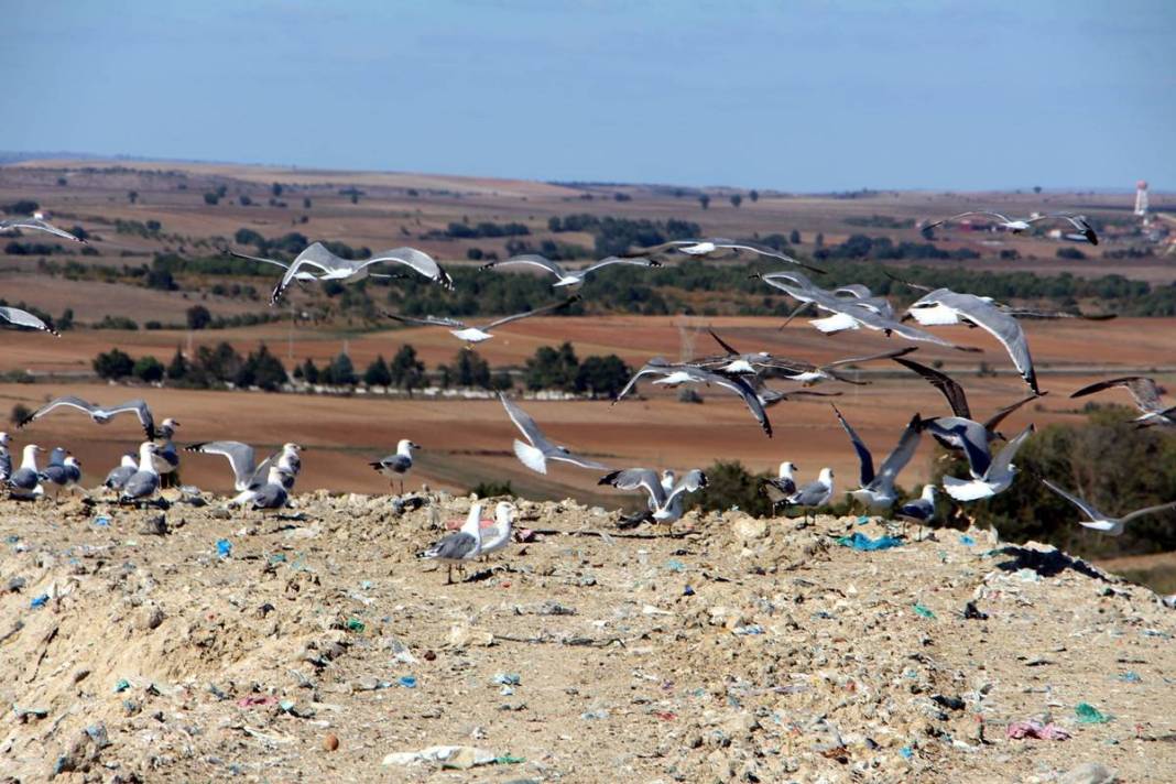 'Katil martı' paniği: Güvercinleri kurabiye gibi yiyorlar! 14